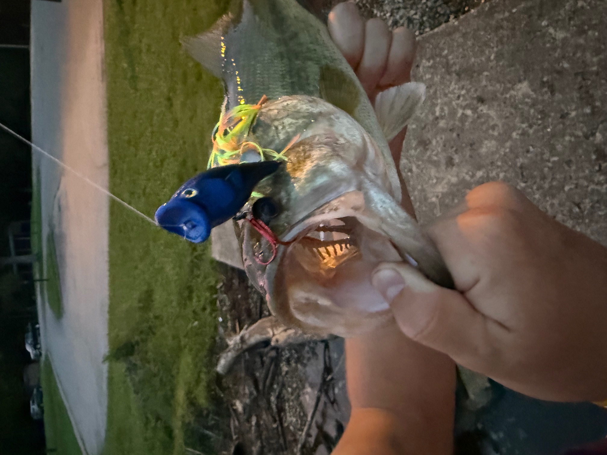 Feather Pop — Blue Chartreuse