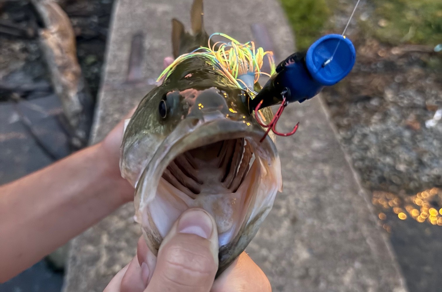 Feather Pop — Blue Chartreuse