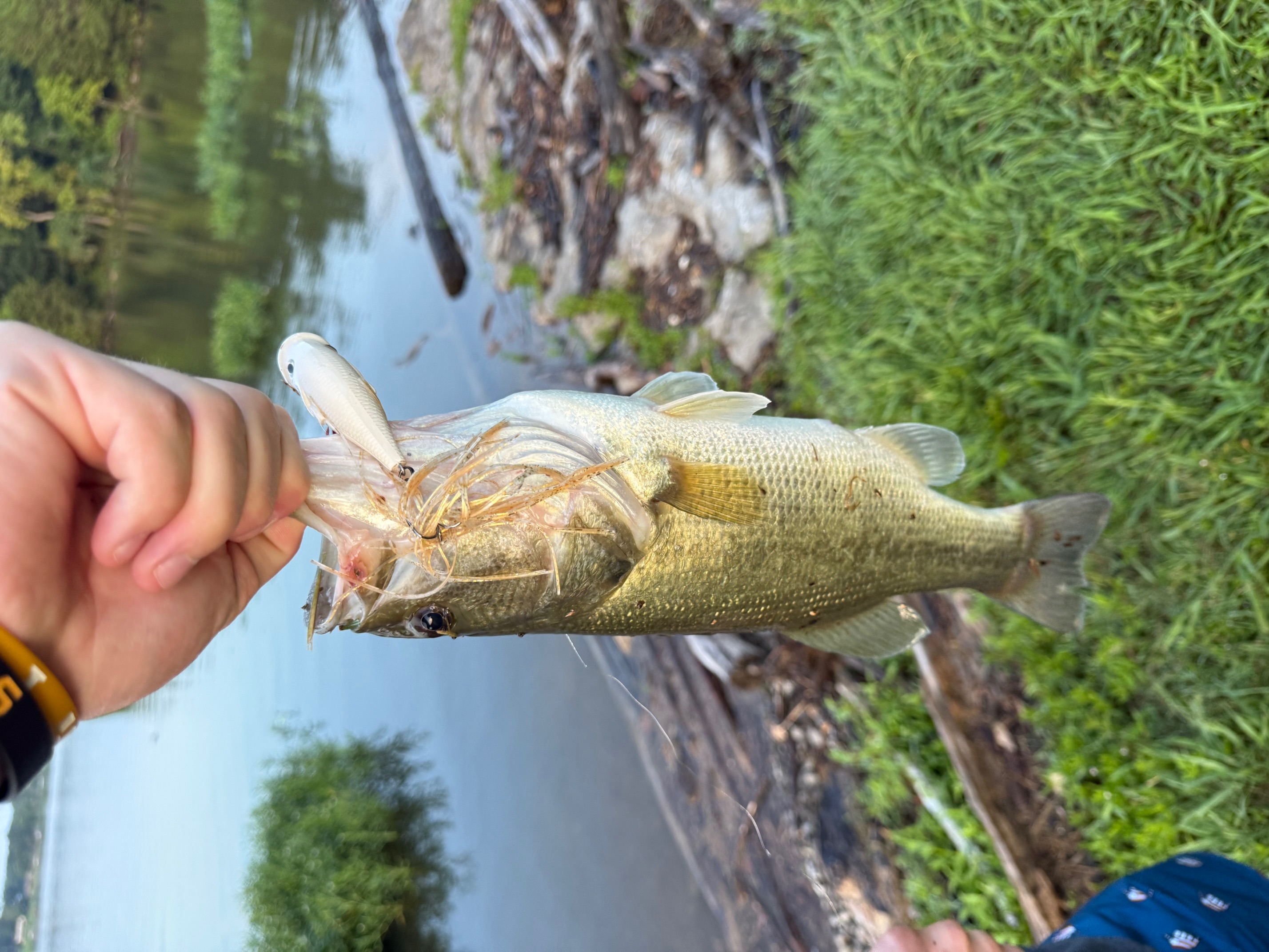 TopWalker — White Gold Shiner